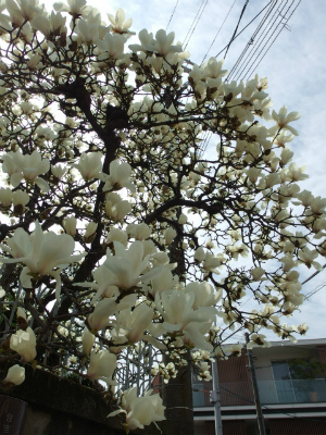 s-s-IMGP2551.jpg